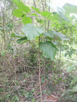 Ecologie et fondements scientifiques de conservation et de restauration de Mansonia altissima A. Chev. (Malvaceae) par translocation hors habitat au Bénin.