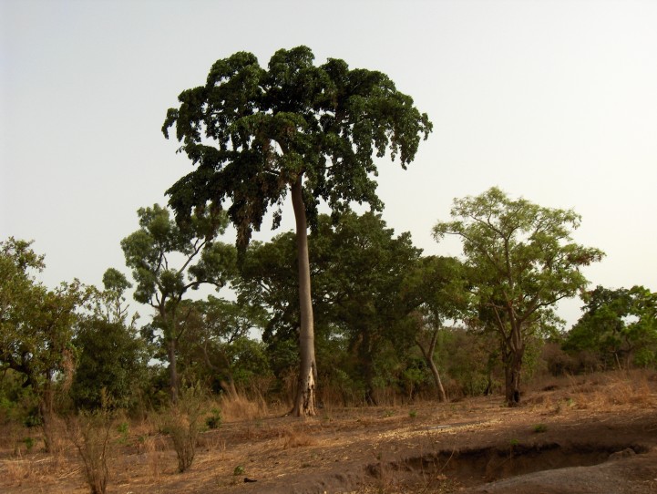 Sustainable management of the remnant iroko populations in Benin: Structural characterization, morphological and genetic variation, and conservation strategies.